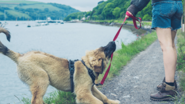 Verstehen des Verhaltens von Hunden: Einblicke in die Koexistenz mit dem Menschen | Alles über Hunde