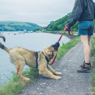 Verstehen des Verhaltens von Hunden: Einblicke in die Koexistenz mit dem Menschen | Alles über Hunde