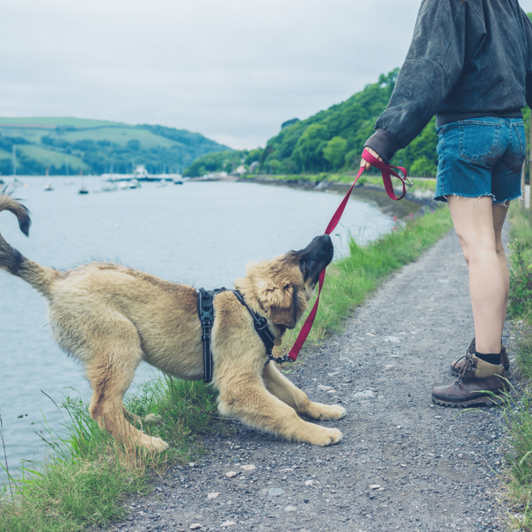 Verstehen des Verhaltens von Hunden: Einblicke in die Koexistenz mit dem Menschen | Alles über Hunde