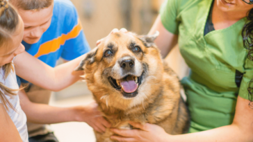 Wichtige Fakten zur Hundehaltung: Was Sie wissen sollten, bevor Sie einen Hund adoptieren
