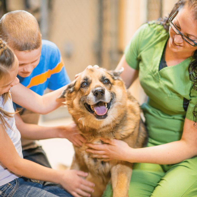 Wichtige Fakten zur Hundehaltung: Was Sie wissen sollten, bevor Sie einen Hund adoptieren